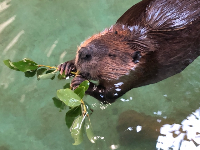 泳ぎながら葉を食べるビーバー