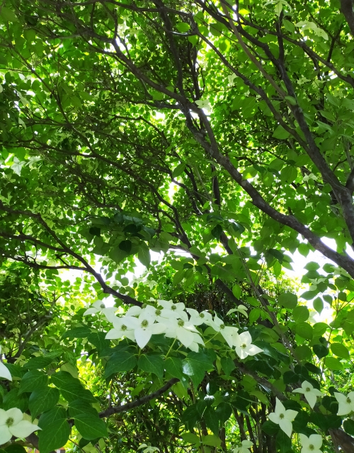 そよぐ木々